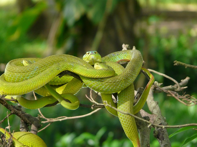 Португалски учени изясниха защо змиите са толкова дълги – това