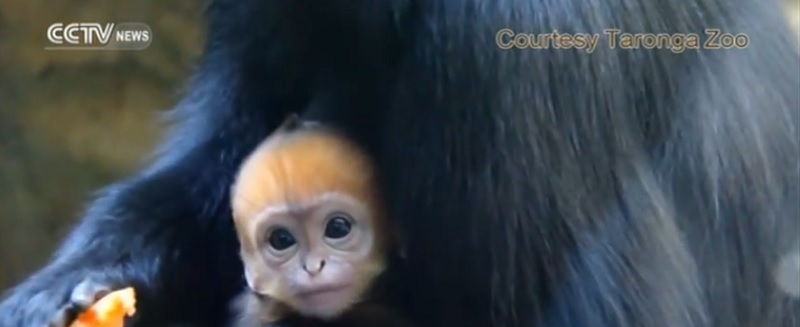 Маймунката Ембе от породата лангур на Франсоа направи дебюта си