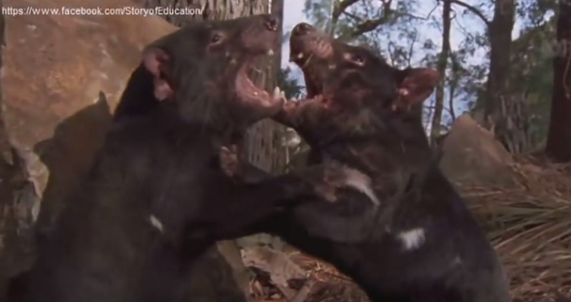 Тасманийските дяволи бързо еволюират за да устоят на заразното и
