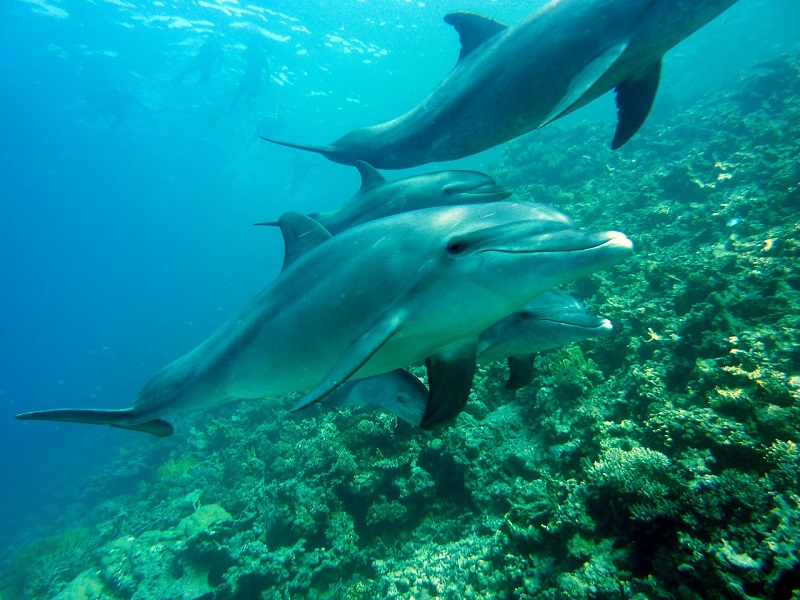Учени записаха разговор между делфини и установиха че те имат