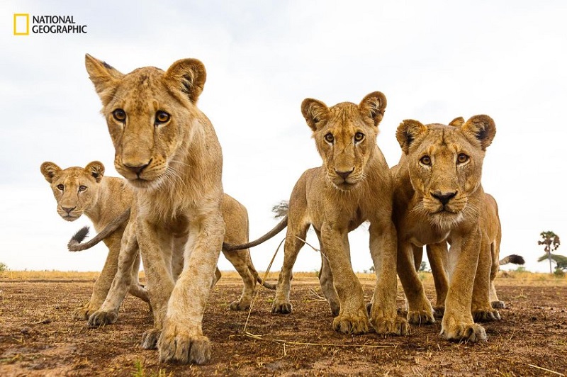 Млади лъвове (горе), заснети от непосредствена близост. Заснети са с