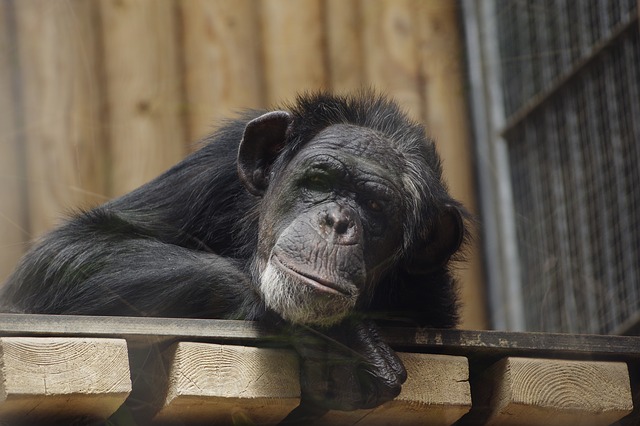 Човекоподобните маймуни притежават ключовата способност да възприемат света от чужда