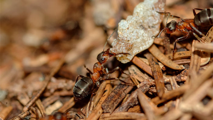 Мравките извършват редица дейности за които си мислим че са