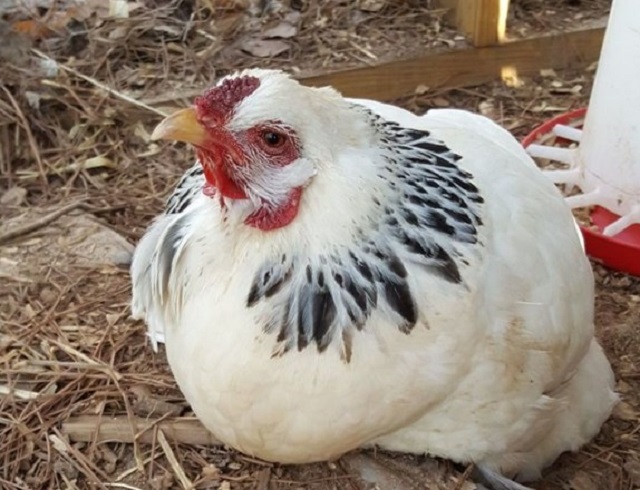 Японските учени създадоха нещо чудновато Генно модифицирани кокошки които снасят