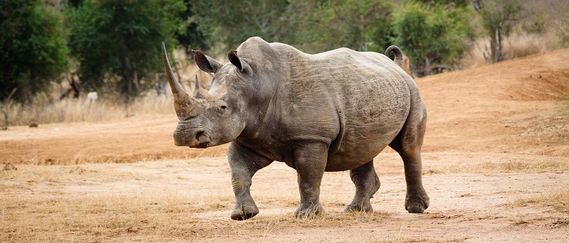 От 2007 година насам бракониерското избиване на носорози в Южна