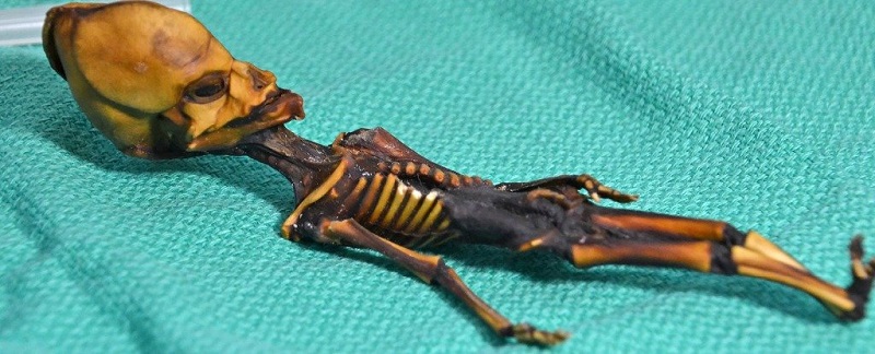 Скелетът от Атакама или Ата, както е кръстен на чилийската