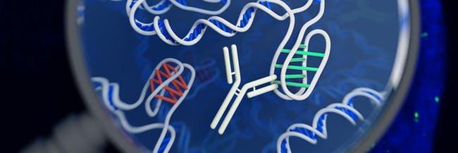Наличието на тази нова ДНК, известна като i-мотиф“ (i-motif), е