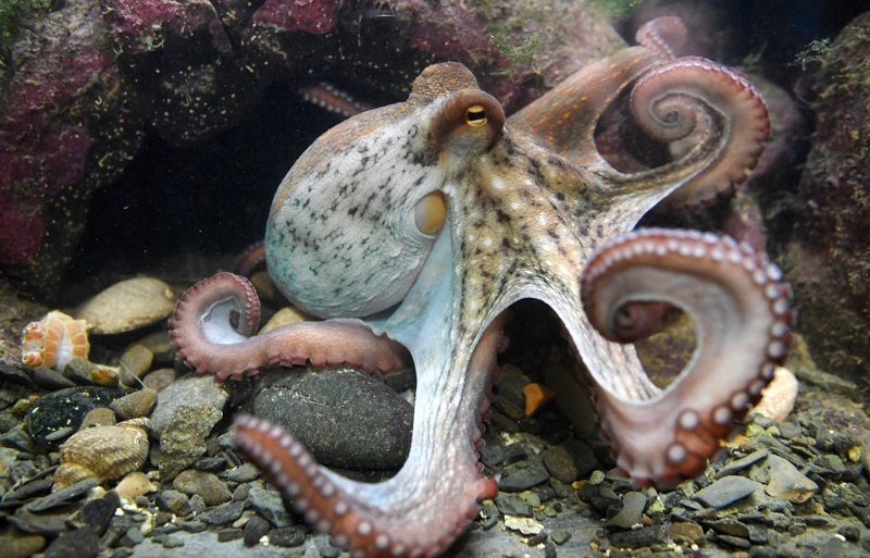 Октоподите са наистина много странни същества Майстори на маскировката те