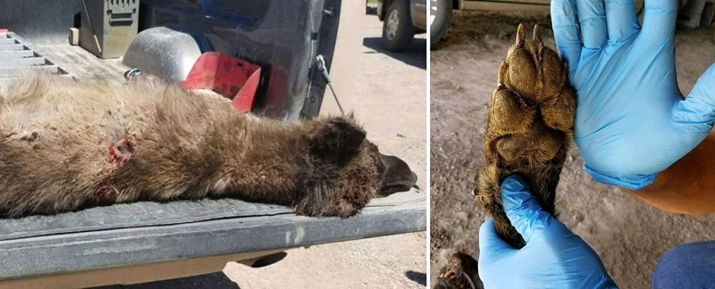 Странен звяр, убит наскоро в Монтана, изглежда толкова объркващо, че