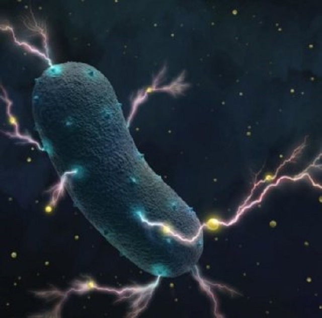Учени от университета Бъркли в Калифорния откриха че бактерията причиняваща