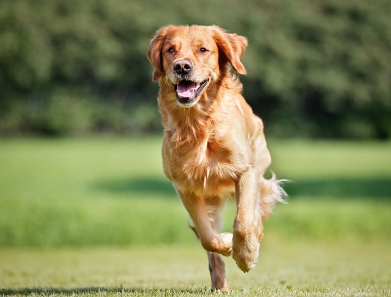 Изследователи доказаха че кучетата притежават някои метакогнитивни способности – т е