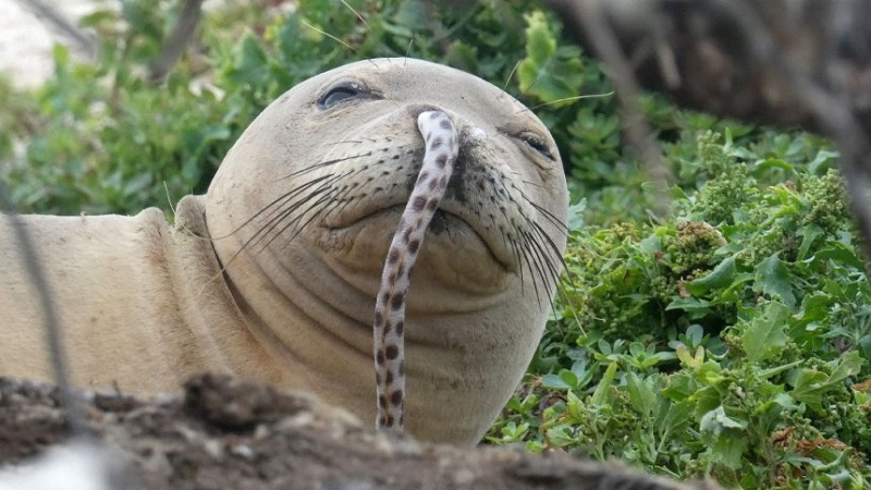 Тюленът – монах е наблюдаван многократно със змиорка в носа
