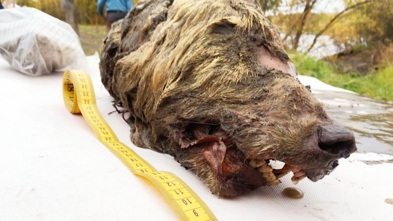 Руснак откри в Сибир перфектно запазена глава на вълк от