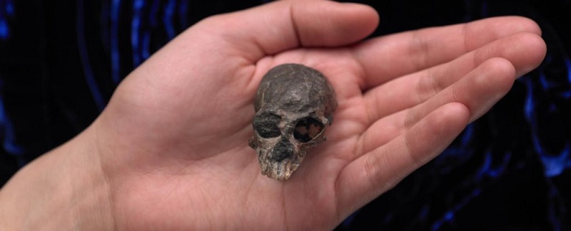 Фосилизиран череп на примат с големина на пилешко яйце даде
