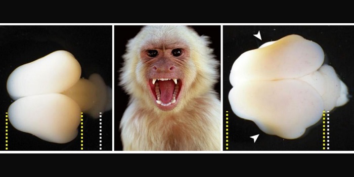 Генът е увеличил размера на мозъка на маймуната като включително