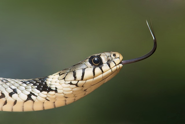 Змиите дължат успешното си съществуване на Земята отчасти на удара