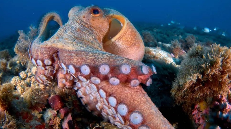 Октоподите са умни същества със сложна интелигентност и сега учените
