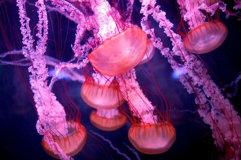 Учени в Испания отключиха генетичния код на безсмъртната медуза –