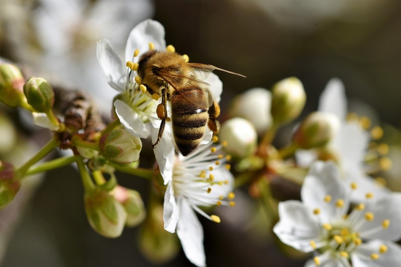 Въпреки че всички знаем значението на пчелите в хранителната верига