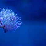 Любопитно откритие: Как коралите виждат без очи