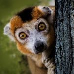 Изезнал е: Учени не могат да открият най-малкия примат в света