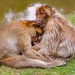 Целувките не са човешко „изобретение“