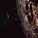 Най-голямата паяжина в света е открита в Серната пещера