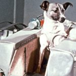 На 3 ноември 1957 г. стартира първият в света биоспътник с кучето Лайка на борда