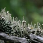 Спорите на мъха оцеляват 9 месеца в космически вакуум