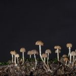 В Шотландия откриха гъба на 407 млн. години