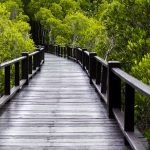 Мангровите гори се оказаха неочакван източник на метан