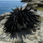 Неизвестна болест унищожава морските таралежи от вида Diadema africanum